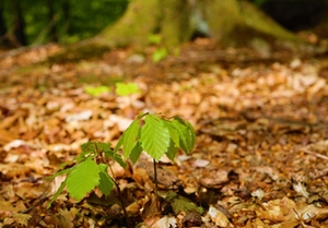 Baum Setzling Baum Setzling