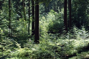 Wald Wald