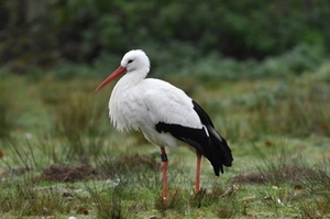 Storch Storch