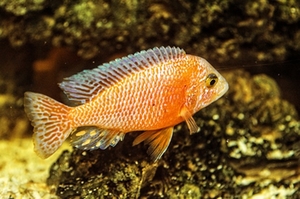 zierfisch-aquarium zierfisch-aquarium